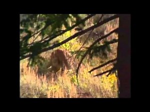 Cougar attacks and kills elk