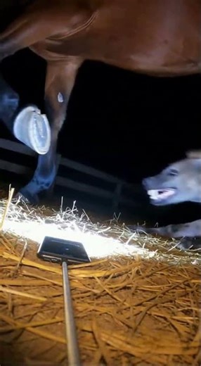 A Ballet: The Brief Dance of CCTV Capture: Hyena vs. Horse