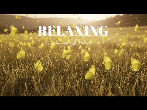 Relaxing Nature Music | Clouded Yellow butterflies – Peaceful Ambient Sounds for Focus