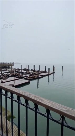 San Francisco Pier 39 Walk First Person View 4K Sea Lions Fog