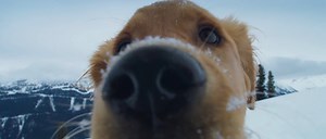 'Superpower Dogs' Trailer: They're Good (Superpower) Dogs, Brent - SlashFilm
