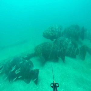 50 Goliath Grouper | Sea Discover