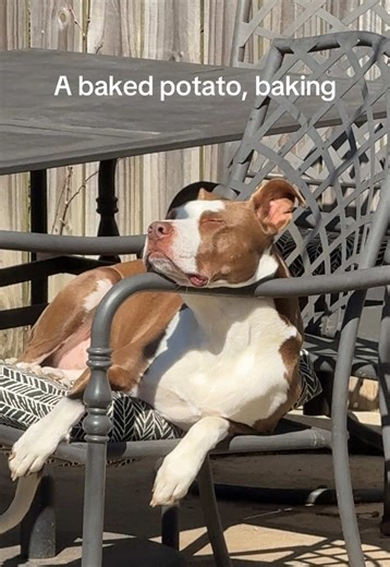 Cora the Rescue Dog: Finding Sunshine Anywhere