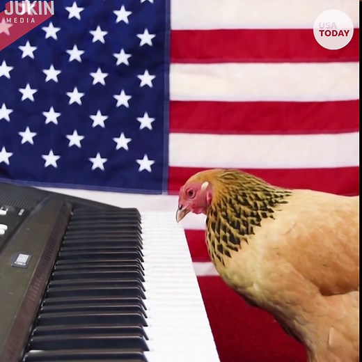 Chicken 'plays' national anthem on keyboard