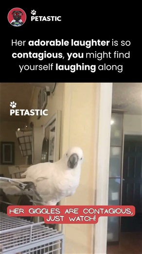 Cockatoo Starts Laughing and Nobody Knows What She Finds So Funny