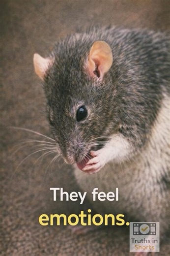 Rats Are Smarter Than You Think