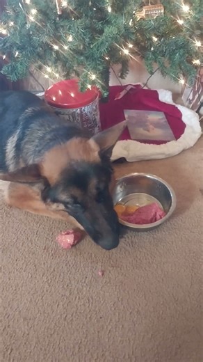 German Shepherd SAR training day 1197: Merry Christmas! I hope everyone has a blessed day!