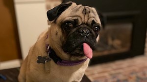 3 snow leopards test positive for coronavirus, the 6th confirmed animal species infected