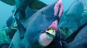 12M views · 40K reactions | The teeth on those humphead parrotfish!  | BBC Earth | Facebook
