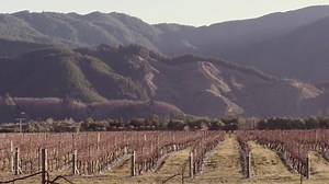 54K views · 190 reactions | Blenheim is famous for its delicious cuisine and beautiful sauvignon blanc. So let Head Chef, Fran, from The Vines Village Cafe, Wine Cellar & Stores, show you how to create Blenheim's Steamed Cloudy Bay diamond clams with spaghetti, Marlborough sauvignon blanc, chilli, garlic and fresh herbs. The perfect dish for the summer season ahead! | Camplify NZ | Facebook