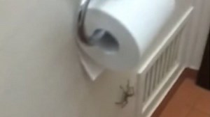 Huge huntsman spider charges towards a man as he sits on the toilet