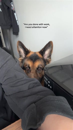 Needy German shepherd problems 😂 #dogsoftiktok #germanshepherdsoftiktok #germanshepherds #germanshepherd #dogs