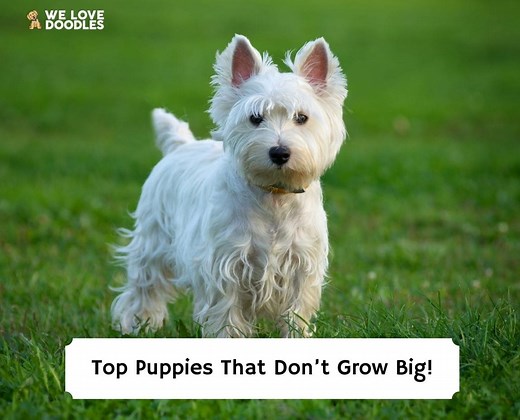10 Best Puppies That Don’t Grow Big! - We Love Doodles