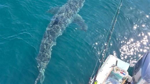 ‘Giant teeth and a giant eyeball.' Photos show Florida boater’s great white shark encounter