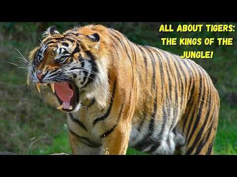 Facts About Tigers: The Real Kings of the Jungle!