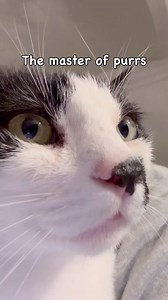 Elisa is an engine | Crunchycat Luna