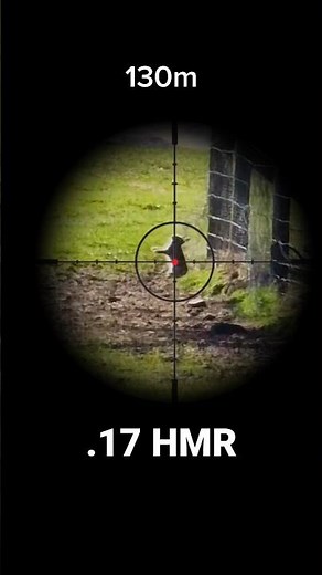 Long Range Shot With .17 HMR