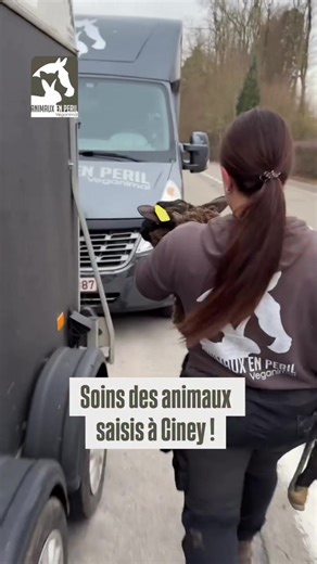 Vendredi 23 janvier, ces jeunes moutons ont été saisis à Ciney, chez un multirécidiviste déjà connu de nos services.🙁 ‼️Leur état est dramatique : maigres, squelettiques et atteints d’une gale sévère qui ronge leur peau, accompagnée de parasites internes et d’onglons extrêmement longs. Depuis leur arrivée, l’équipe d’Animaux en Péril leur prodigue des soins intensifs : tonte pour soulager leur peau, traitements collectifs contre la gale et les parasites internes, coupe des onglons, et toute l’a