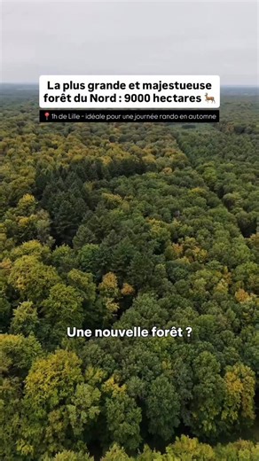 🍂🍄‍🟫 La plus grande forêt du Nord se situe à 1h de Lille et s’étend sur 9000 hectares. 📍 La forêt de Mormal 🥾 Rando sur des sentiers balisés presque infinis, avec aussi des petites boucles adaptées aux petits (de 2,3 à 4,3km) 🚵‍♂️ Vélo tout terrain sur un réseau de 48km 🦌 Les cerfs habitent la forêt, tu pourras peut être les entendre ou même en observer. En ce moment, des sorties nocturnes pour écouter le brame du cerf sont organisées 🪾 Observation des chênes centenaires et d’une faune e