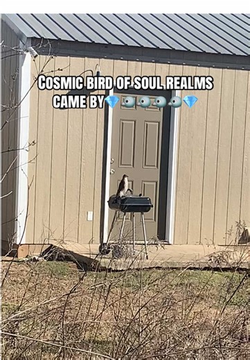 #jewelsunisouls #spiritualawareness #birdsoftiktok #birds Cosmic bird of soul realms came by💎🐦🐦🐦🐦💎