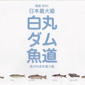 「小河内ダム」 と　日本一の魚道の見られる、ユニークな「白丸ダム」