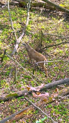 BIG BUCK comes right to the stand