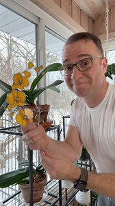 Did you catch the wrong plant? 😂🤭 This is a lovely solution for when your orchids are out of bloom. If you are interested in these stained glass orchids, I got them from @morrishc65 on Instagram so contact her if you want one! #orchidart #orchidstagram | Ohio Tropics Houseplant and Garden Care