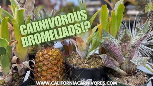 食肉凤梨科植物！？