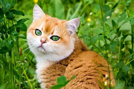 8 Orange Cat Breeds for Anyone Who Loves a Redhead