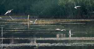 Whiskered tern nesting on a shallow wetland