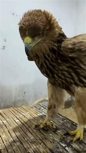 Rooster vs. Eagle: The Ultimate Backyard Takedown! 🐓⚡ #shortfeed #facts #english