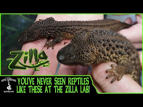 YOU'VE NEVER SEEN REPTILES LIKE THESE AT THE ZILLA LAB!