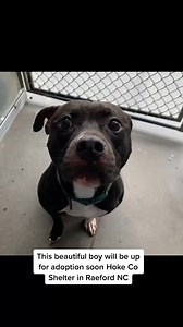 6.5M views · 10K reactions | They deserve better! We will take care of you ❤️ #puppy #adopt #rescue #dog #awareness | Judith Coleman | Facebook