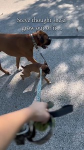 Nothing fazes Steve 😜he just keeps walking, even 3 years later…#dog #dogs | A Boxer Named Steve