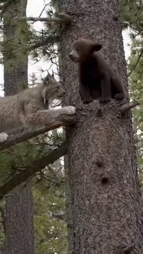 apex predators on Instagram: "Witness the incredible moment a mother Black Bear rushes to defend her cub from a predatory wild cat in the North American wilderness. Animal instincts take over in this intense display of maternal protection. ​Nature serves as a brutal yet fascinating reminder of the lengths a mother will go to ensure her offspring's survival. This educational footage captures raw wildlife behavior in its natural habitat, showcasing the agility of the lynx/mountain lion and the bru