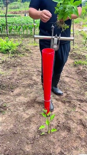 Planting small green seedlings into tilled soil using a manual red tube transplanter in the garden