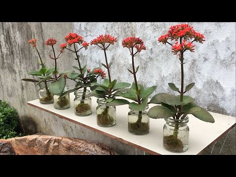 Cuttings of kalanchoe in water and the result was amazing | grow kalanchoe from cuttings