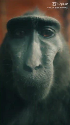 It’s allwase the monkey