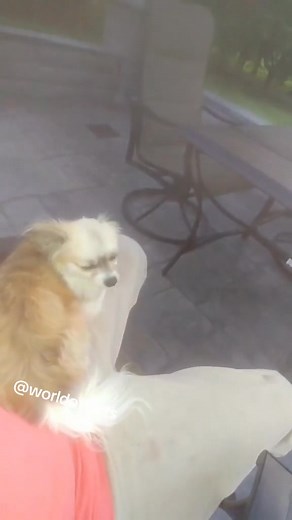 8.5K views · 209 reactions | Best animal reaction to farts ! #fart #compilation #farting #pets #viral | We can laugh together | Facebook