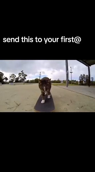 Hilarious Silly Cat Meme Compilation for Cat Lovers