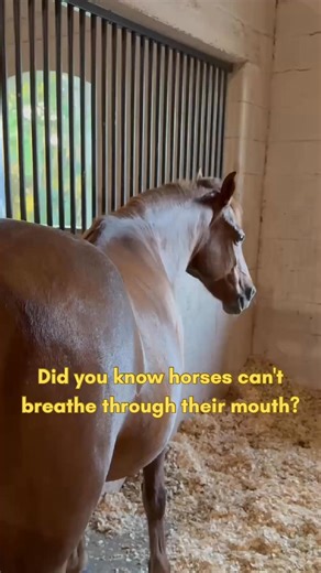 Did you know horses can't breathe through their mouth? Horses are obligate nasal breathers, meaning they can only take in air through their nostrils—no mouth breathing allowed! This adaptation helps them keep their mouths free for grazing but makes them vulnerable during certain health issues. Fun fact: It also means they can't pant to cool off like dogs. What's one way you've seen a horse cool down on a hot day? | The Horseaholic