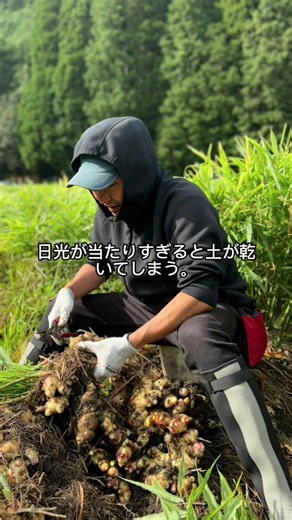 生姜栽培のコツ教えて下さい