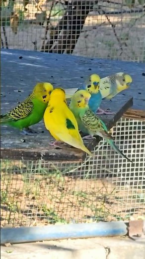 Budgie Bird Sound: The Soothing Voice of an Australian Parrot