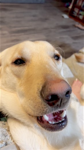 2.1M views · 22K reactions | Had to bring this classic back since you all loved it so much the first time  #funny #funnyvideos #viralreelsfacebook | Winston, Rutledge and Reggie the funny Labs | Facebook