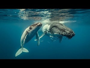 The Great Whales - 1978, National Geographic Society