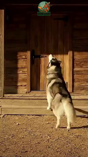 Brave Dog Saves a Flock of Sheep from a Burning Barn | Wildlife Rescue
