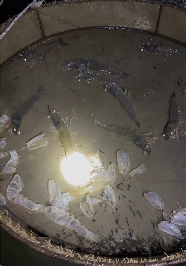 Discover the Delight of High-Tech Shrimp Farming