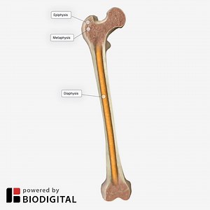 The femur is the longest bone in the human body. It is located in the thigh and is connected to the pelvis at the hip joint. Discover more about the femur through #Interactive3D BioDigital Human: https://bit.ly/3t8R2ou | BioDigital