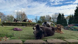 Oh Bertie 😍😍 Chill time at our kennel-free rescue | Dogs 4 Rescue