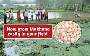 How to Grow Makhana/ Fox nut in your field?
